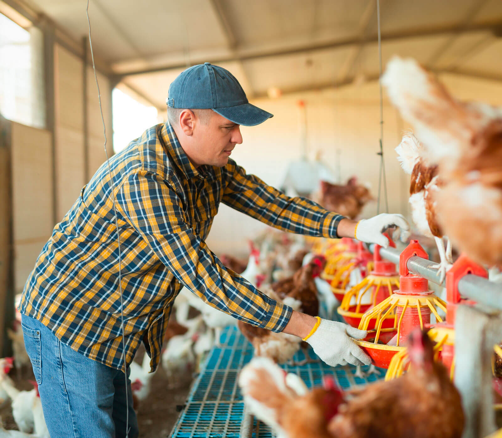 Chicken Farmer