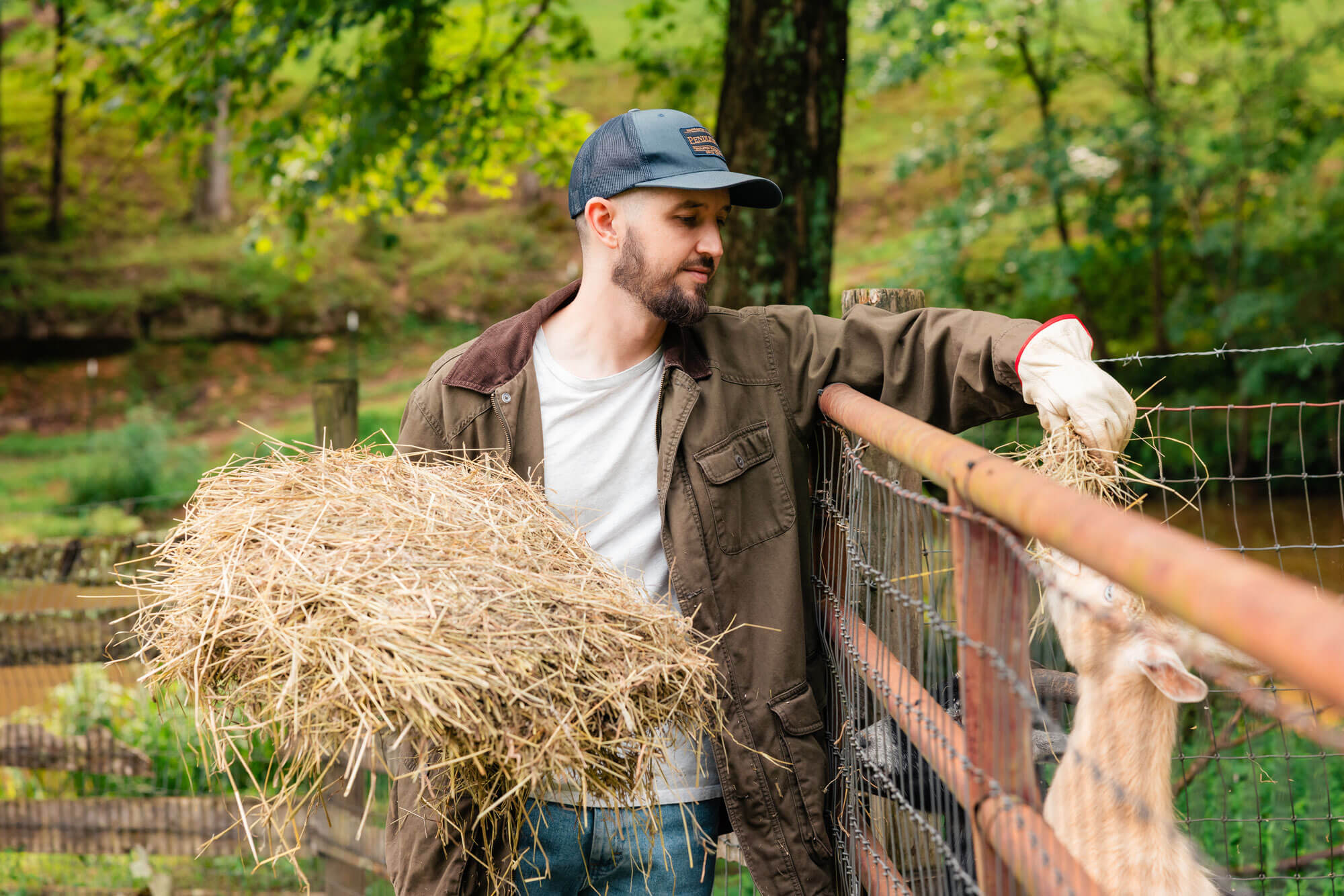 Farmer feeding hay to a goat.